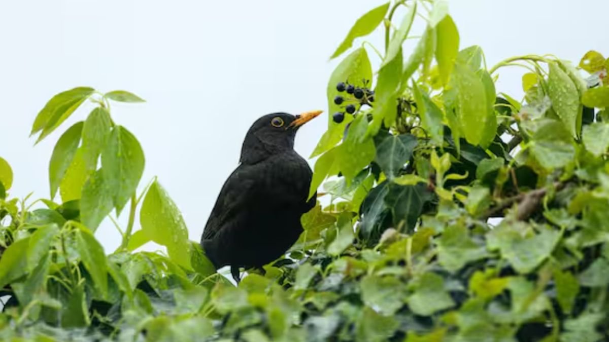 ¿Qué ave de pico naranja se...